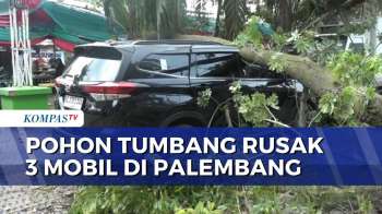 3 Mobil Rusak Akibat Tertimpa Pohon Tua Tumbang Di Palembang | SAPA MALAM