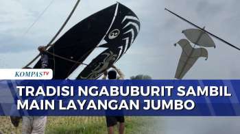 Tradisi Ramadan di Situbondo, Warga Adu Layangan Jumbo di Sawah | BERUT