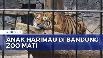 2 Anak Harimau Mati Diduga Terserang Virus Di Bandung Zoo, DPRD Akan Panggil BBKSDA Jabar