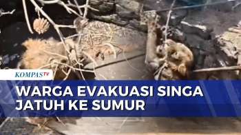 Detik-Detik Warga Evakuasi Singa yang Jatuh ke Sumur di India | KOMPAS PETANG