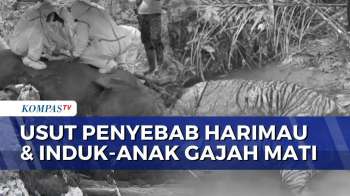 Polisi Selidiki Penyebab Gajah dan Harimau Sumatera Ditemukan Mati di Bengkulu | KOMPAS SIANG