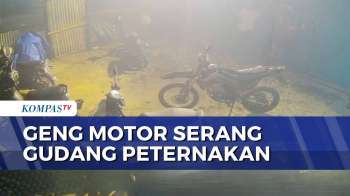 Terekam CCTV! Geng Motor Serang Gudang Peternakan Di Deli Serdang, 2 Karyawan Terluka | BORGOL