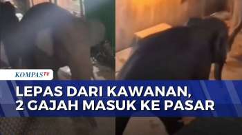 Detik-Detik 2 Gajah Liar Masuk ke Pasar di Ogan Komering Ilir | BERUT