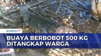 Warga Sambas Tangkap Buaya Muara Berbobot 500 Kilogram di Bantaran Sungai | BERUT