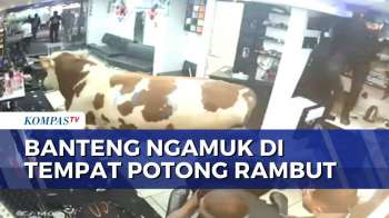 Banteng Kurban Mengamuk di Tempat Potong Rambut Istanbul, Pelanggan Panik Berhamburan