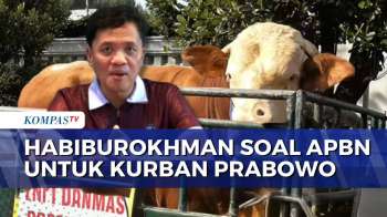 Habiburokhman Sebut Dana APBN untuk Sapi Kurban Prabowo Tak Langgar Aturan | KOMPAS PETANG