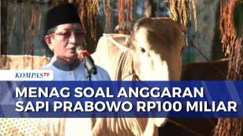 Menag Respons Anggaran 1.098 Sapi Kurban Presiden Prabowo Capai Rp100 Miliar | SAPA MALAM