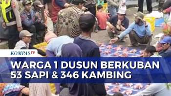 Rekor Terbanyak, 1 Dusun di Banjarnegara Kurban 53 Sapi dan 346 Kambing | SAPA MALAM