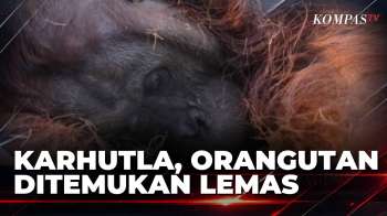 Terdampak Asap Karhutla Di Ketapang, Orangutan Ditemukan Lemas Dan Tak Sadarkan Diri | KOMPAS PETANG