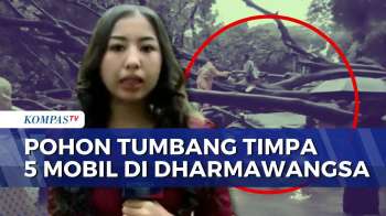 Pohon Beringin Tumbang Di Dharmawangsa Jaksel, 5 Mobil Ringsek Dan 1 Orang Meninggal