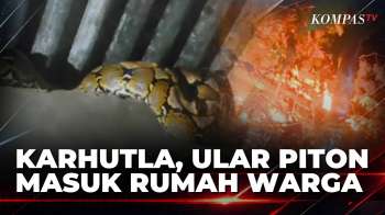 Imbas Karhutla, Ular Piton Sepanjang 3 Meter Masuk Rumah Warga Di Mamuju | BERUT