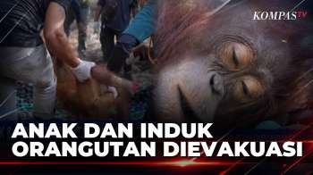 YIARI Dan BKSDA Evakuasi Induk Dan Anak Orangutan Dari Kebun Sawit Di Ketapang | SAPA MALAM