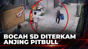 Bocah SD Di Bandung Diterkam Anjing Pitbull, Kepala Dan Telinganya Luka Berat | BERUT