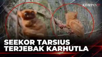 Satwa Langka Tarsius Terjebak Karhutla di Bangka Tengah | BERUT