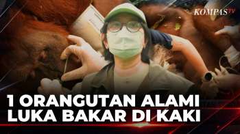 3 Orangutan Terdampak Karhutla Di Kayong Utara Diselamatkan, 1 Alami Luka Bakar | SAPA MALAM