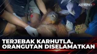 detik-detik-orangutan-betina-diselamatkan-saat-terjebak-karhutla-di-kalteng-sapa-pagi