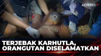 Detik-Detik Orangutan Betina Diselamatkan Saat Terjebak Karhutla Di Kalteng | SAPA PAGI