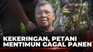 krisis-air-di-jember-5-hektare-tanaman-hortikultura-gagal-panen-kompas-siang