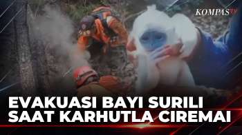 Bayi Surili Berusia 1 Minggu Diselamatkan Dari Kebakaran Gunung Ciremai | KOMPAS SIANG