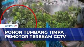 Jakarta Diterjang Hujan Deras, Pohon Tumbang Di 2 Lokasi Timpa Mobil Dan Lukai Pengendara
