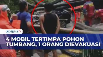 Hujan Deras Di Jakarta Picu Pohon Tumbang: 4 Mobil Mewah Tertimpa, 1 Pengendara Terjebak