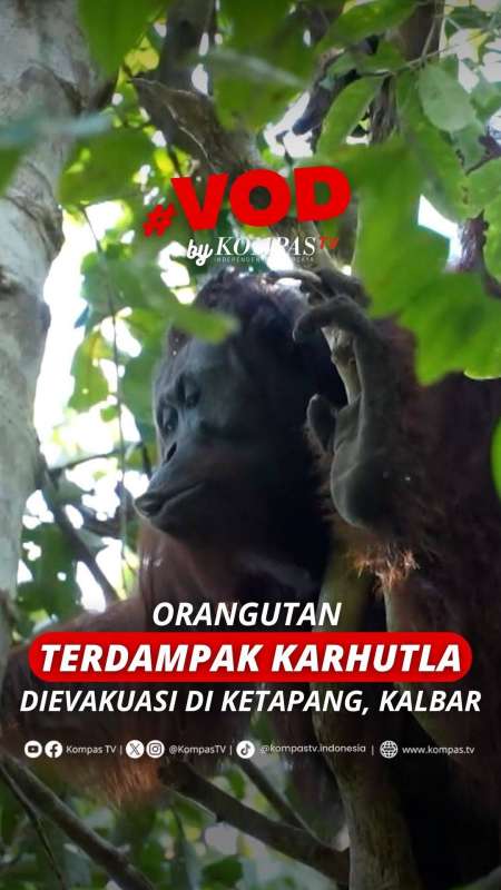 ORANGUTAN TERDAMPAK KARHUTLA DIEVAKUASI DI KETAPANG, KALBAR