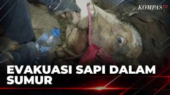 Ditinggal Nonton Sound Horeg, Sapi Terperosok ke Sumur Sedalam 5 Meter di Lumajang | SAPA SIANG