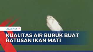 akibat-kualitas-air-buruk-dan-limbah-ratusan-ikan-nila-dan-mujair-di-waduk-sagoro-mati