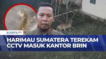 [FULL] KSDA Berupaya Lacak Induk Anakan Harimau Sumatera Yang Masuk Area Kantor BRIN Di Agam