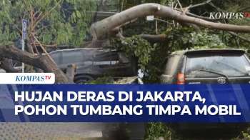 Pasca Hujan Deras Dan Angin Kencang, Pohon Tumbang Timpa Mobil Di Menteng Dan Setiabudi
