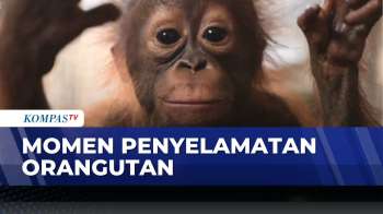 Haru! Bayi Orangutan Diselamatkan Dari Penambang Emas Ilegal Di Ketapang | KOMPAS SIANG