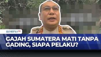 Miris! Gajah Sumatera Ditemukan Tewas Tanpa Gading, Diduga Diburu Pemburu Liar | KOMPAS PAGI