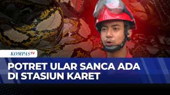 Ular Sanca Hampir 2 Meter Muncul Di Rel Stasiun Karet, Penumpang Panik | KOMPAS PETANG
