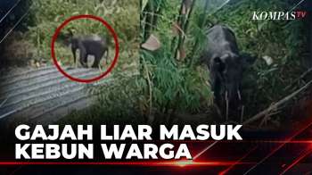 Masuk Kebun Warga, Gajah Liar Kejar Petani Cabai | SAPA PAGI