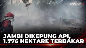 Karhutla Di Jambi Capai 1.776 Hektare, Sarolangun Jadi Wilayah Terluas | KOMPAS PETANG