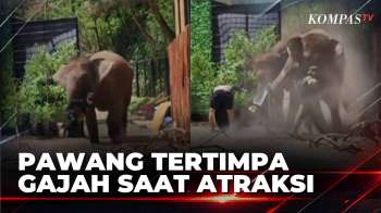Pawang Di Lembang Park And Zoo Tertimpa Gajah Saat Atraksi | BERITA UTAMA