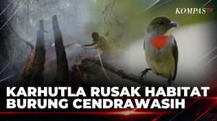 kebakaran-hutan-raja-ampat-ancam-habitat-burung-cenderawasih-di-warkesi-jurnal-nusantara