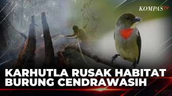 Kebakaran Hutan Raja Ampat Ancam Habitat Burung Cenderawasih Di Warkesi | JURNAL NUSANTARA