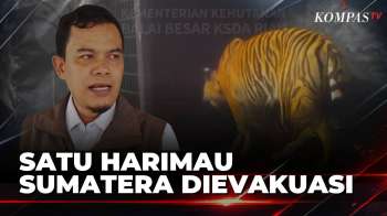 Diduga Serang Warga, 1 Harimau Sumatera Berhasil Dievakuasi BKSDA Riau| KOMPAS SIANG