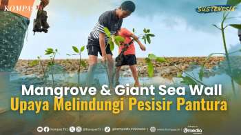 Menjaga Pesisir Pantura, dari Peran Mangrove hingga Rencana Pembangunan Giant Sea Wall|SUSTENESIA