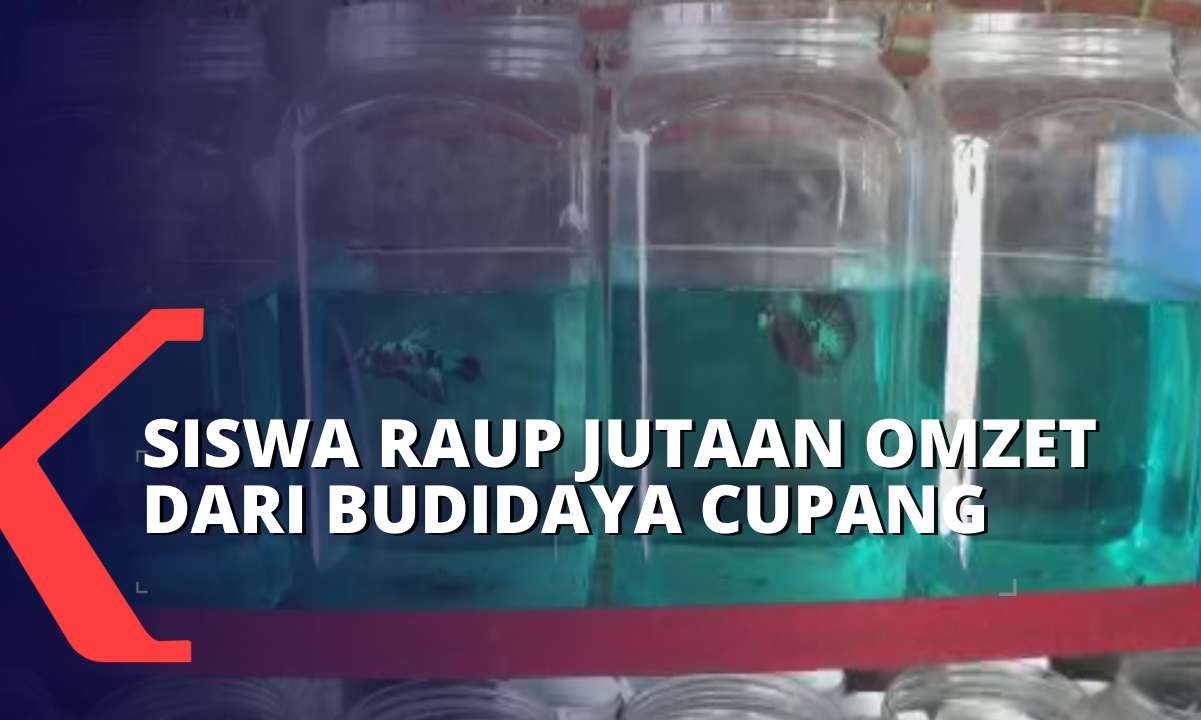 Beromzet Jutaan Rupiah Tiap Bulan, 2 Siswa Asal Kediri Sukses Usaha Budidaya Ikan Cupang