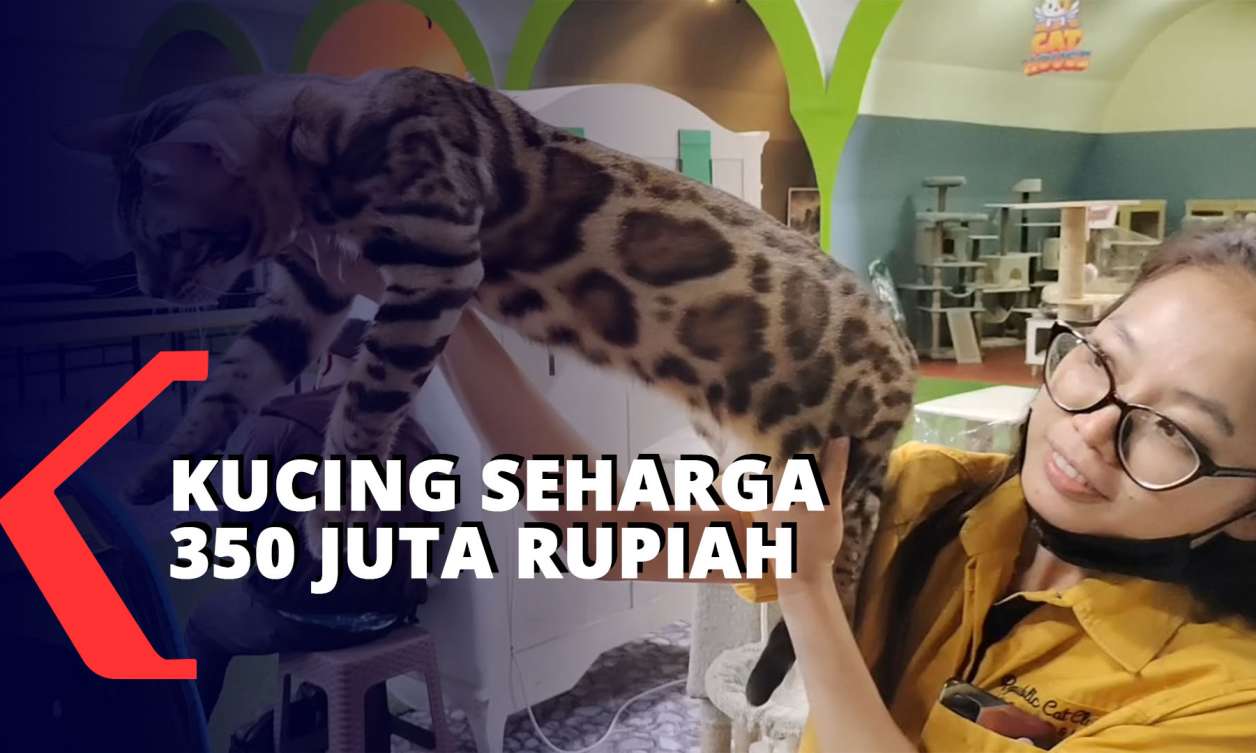 Pameran Kucing di Batu, Harga Satu Ekor Mencapai 350 Juta