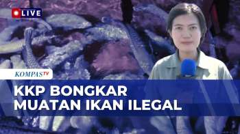 KKP Gagalkan Pengiriman 1.200 Ikan Napoleon Hidup Ke Hong Kong | JMP