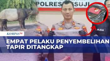 Polres Mesuji Tangkap Empat Pelaku Penyembelihan Tapir, Dua Pelaku Masuk Daftar DPO | KOMPAS PAGI
