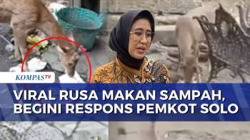 Pemkot Solo Respons Video Viral Rusa di Taman Sriwedari Kedapatan Makan Sampah | KOMPAS PETANG