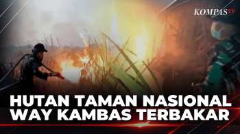 Api Meluas! 673 Hektare Hutan Taman Nasional Way Kambas Terbakar Di Lampung | KOMPAS PETANG