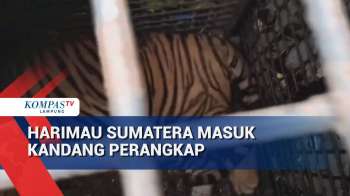Harimau Sumatera Masuk Kandang Perangkap