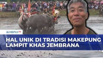Serunya Makepung Lampit Jembrana, Tradisi Balap Kerbau Yang Kini Jadi Event Wisata Tahunan