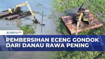 Pantauan Udara Pembersihan Eceng Gondok Dan Sampah Di Danau Rawa Pening, Luas Capai 263 Hektare