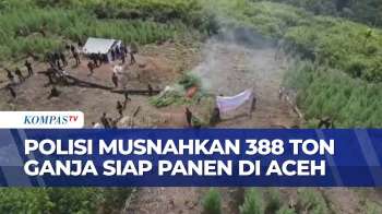 1,9 Juta Batang Ganja Siap Panen Di Aceh Dimusnahkan Polisi